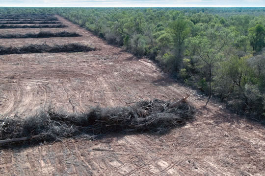 El coronavirus no detiene la deforestación