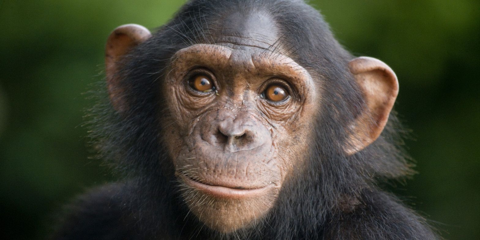 ¿Cómo podemos salvar a los chimpancés?
