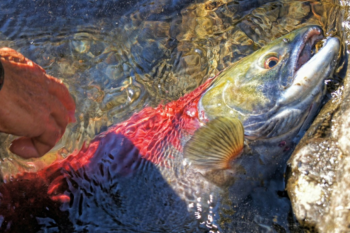Chile: más de 5 mil toneladas de salmones muertos debido a “marea café” que amenaza ecosistema en la Patagonia