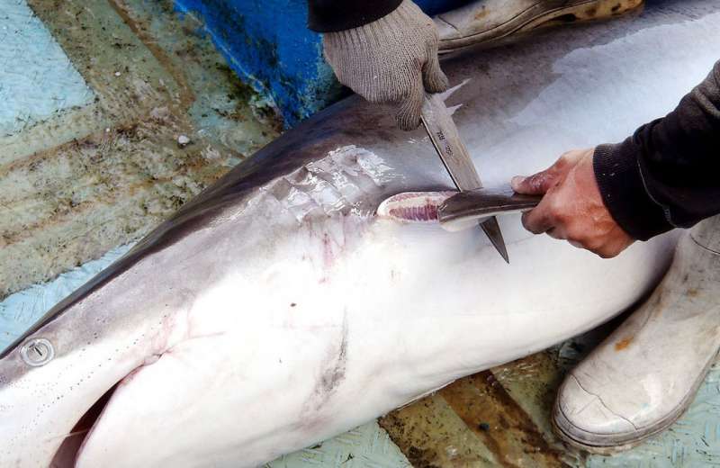 Tráfico de tiburones: autoridades ecuatorianas identifican a empresa sospechosa de millonaria exportación de aletas