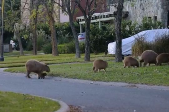 Preocupación en Nordelta: invasión de carpinchos ataca mascotas y provoca accidentes