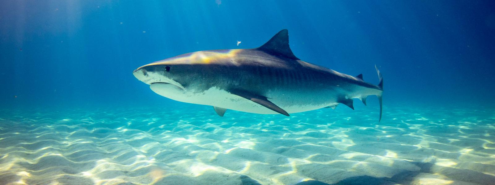 En total hay más de 38.500 especies en peligro de extinción