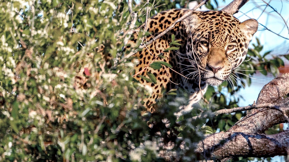 Liberaron a un nuevo yaguareté en el Parque Iberá