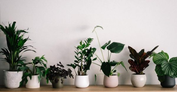 9 plantas de interiores para purificar tu aire