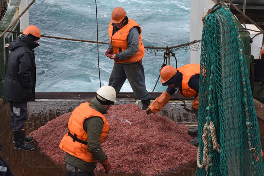 Argentina y Chile se alían para preservar el krill antártico