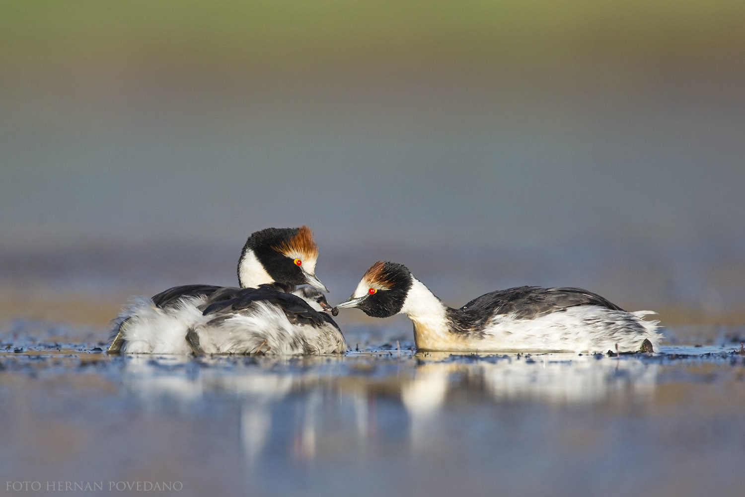 Nació el primer pichón de Macá Tobiano en 4 años