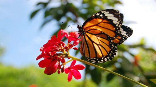 La contaminación perjudica a los insectos polinizadores