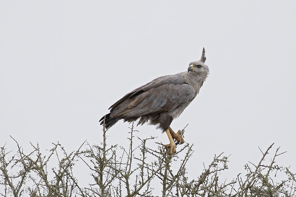 Avistaron dos pichones de Águila Coronada en Mendoza