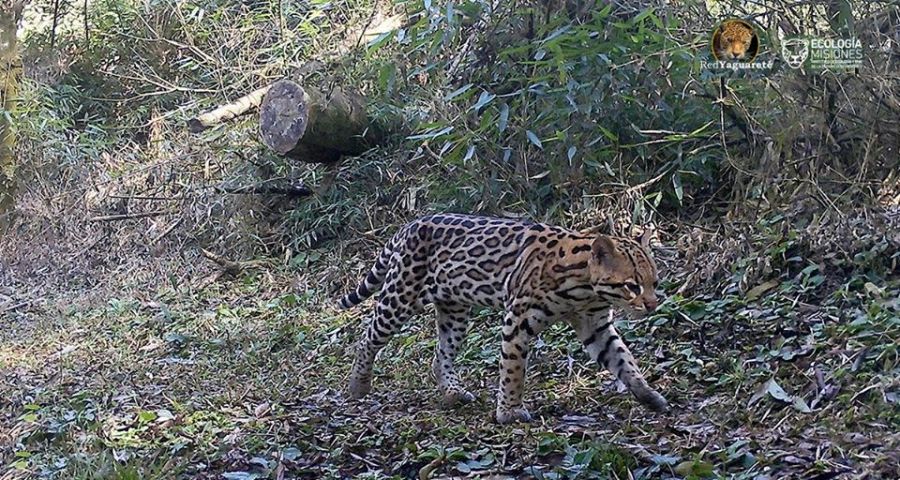 logran filmar a un gato onza paseando por el Parque Salto Encantado