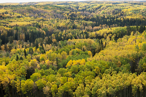 Árboles resistentes al cambio climático
