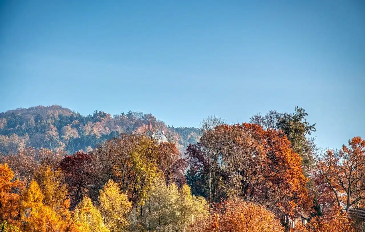 Bosques mixtos: La clave de la resiliencia frente al cambio climático