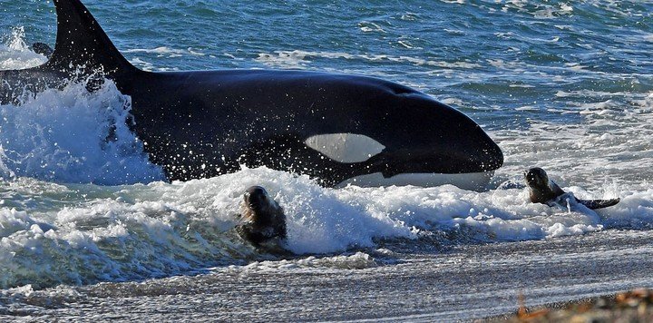 Comenzó la temporada de varamiento de Orcas en Península Valdés