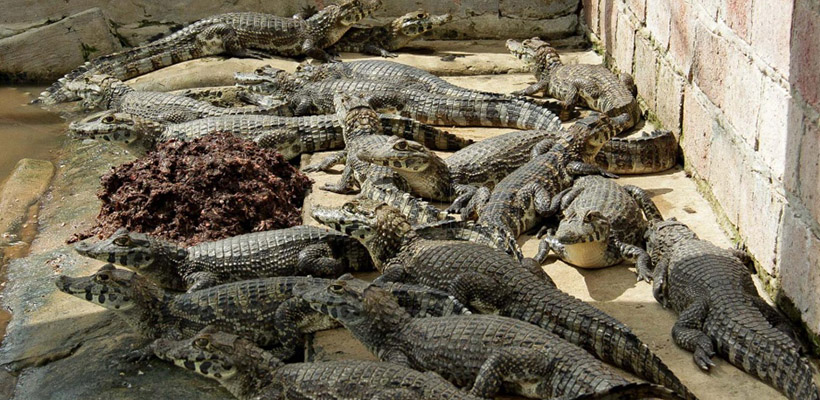Rescatan yacarés negros afectados por los incendios en Corrientes