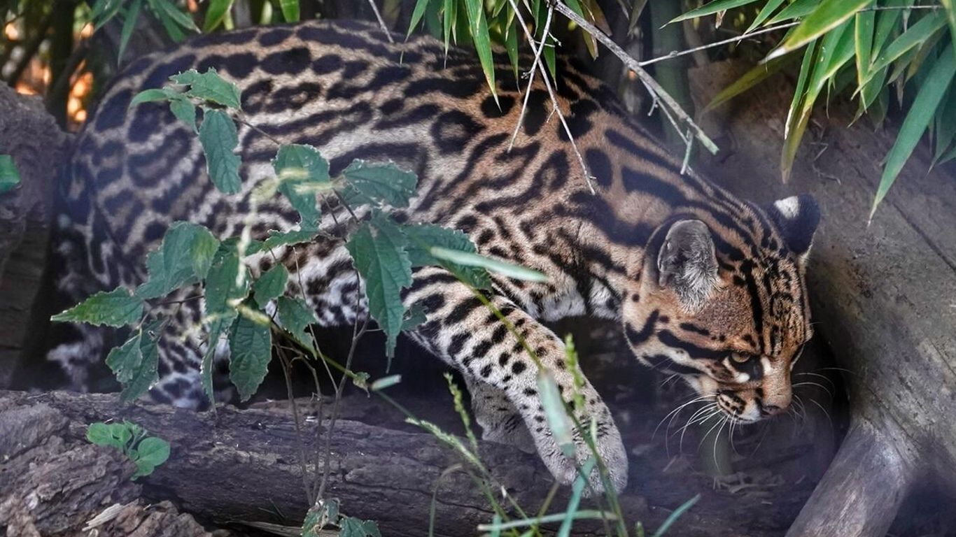 En el marco de los proyectos de reinserción de distintas especies de animales que viene llevando desde hace varios años, Fundación Rewilding Argentina (FRA) anunció que en las próximas semanas reintroducirá un ocelote en el Parque Nacional Iberá, Corrientes, el segundo que logran introducir en esa reserva después de siete años. 2202_incendios Leé también Aún sin extinguirse los incendios en Corrientes, varios animales regresaron a la reserva Yerbalito Según informaron desde FRA, a través de un comunicado de prensa, se trata de Tomi, un ocelote macho de más de 10 años de edad que proviene del ex zoológico y actual Parque de la Biodiversidad de la provincia de Córdoba, con el cual buscarán aumentar el número de ejemplares de este animal para que pueda volver a estar presente en cantidades importantes. 2503_ocelote 2912_ocelote Leé también Buscan reintroducir al ocelote en el Parque Nacional Iberá “En 2015 nuestras cámaras trampa en el Parque Iberá, Corrientes, filmaron un macho de ocelote solitario que no fue visto nuevamente y que constituye el último registro documentado de la especie en este parque. Por suerte, en pocas semanas más vamos a sumar a Tomi”, comentaron los especialistas. 0720_Ocelote Leé también Identifican en Corrientes al primer fósil de un ocelote de la Argentina “El ocelote es otro eslabón clave de Iberá, por ello es que, en 2021, comenzamos un proyecto de reintroducción de este animal en Iberá, para que vuelva a estar presente en números suficientes y así recuperar su rol ecológico”, agregaron desde FRA. Ahora, Tomi deberá realizar la cuarentena en el Centro de Conservación Aguará, ubicado en la localidad correntina de Paso de la Patria, durante la cual será sometido a una serie de rigurosos estudios sanitarios. Y, si todo sale tal cual lo tienen previsto, luego, será trasladado a un corral de presuelta en el Iberá para, finalmente ser liberado en ese inmenso parque donde ya hay ocelotes hembra que permitirían la reproducción futura de esta especie. “Trabajamos día a día para que cada uno de estos individuos esté más cerca de vivir en libertad, apostando a que el Iberá vuelva a ser un ambiente completo, sano y funcional”, concluyen desde Fundación Rewilding Argentina. 2503 Ocelote: el tercer felino más grande de América El ocelote es el tercer felino más grande de las Américas y uno de los más bellos del mundo. Si bien en el pasado habitó desde el sur de Estados Unidos hasta al centro-norte de la Argentina, lamentablemente, durante los últimos 150 años sufrió la pérdida de gran parte de su hábitat natural. Actualmente, en la provincia de Corrientes habita en el extremo noreste, en el límite con Misiones y en la Cuenca del Aguapey.