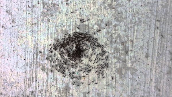 El excéntrico "espiral de la muerte" de las hormigas guerreras y por qué se genera