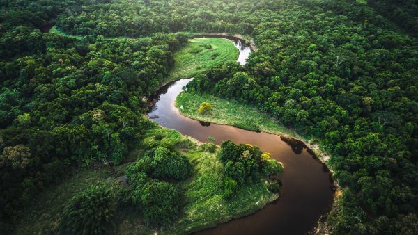 La lucha por preservar el Bosque Atlántico