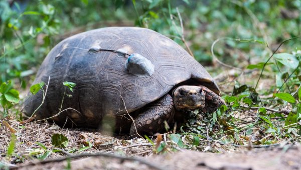Día Mundial de la Tortuga: un grupo de tortugas yabotí fue liberado en el Parque Nacional El Impenetrable