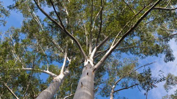 ¿Por qué se caen los eucaliptus?