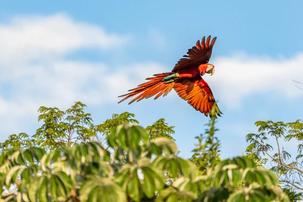 Fundación Rewilding lleva a cabo la repoblación de guacamayos rojos en el Iberá