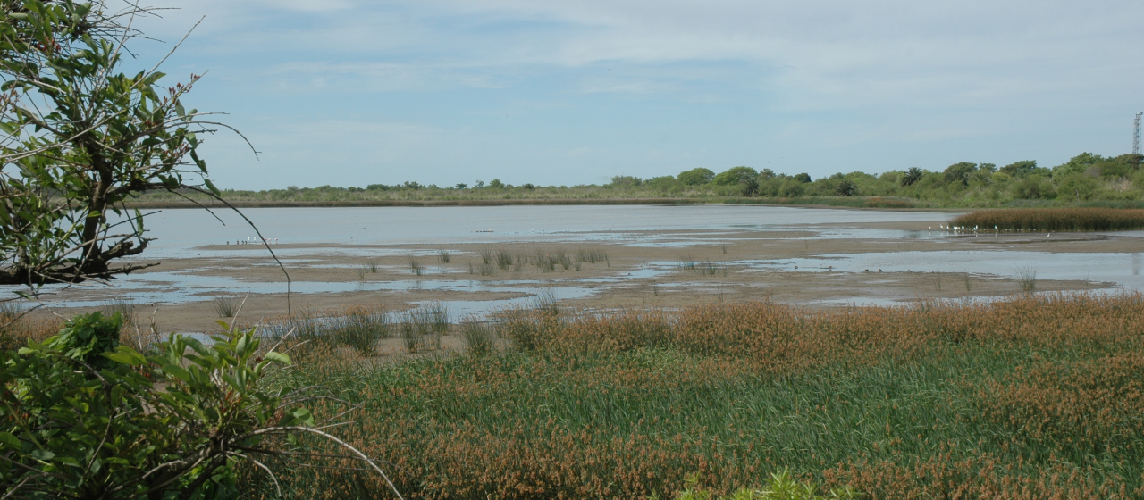 Fuertes críticas y repudio del ambientalismo al nuevo proyecto oficial de Ley de Humedales