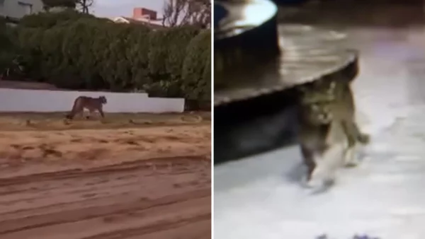 Crece la incertidumbre por la presencia de al menos cuatro pumas en Villa Gesell