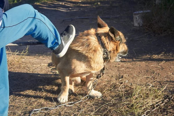 Es momento de acuar contra el maltrato animal