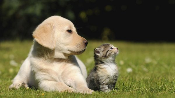 La importancia de los animales de compañía