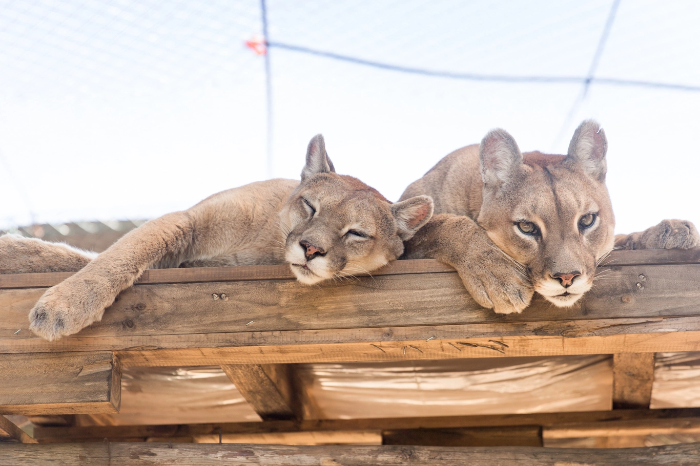 Pumakawa, un centro de rescate de pumas, adentrado en las sierras de Córdoba