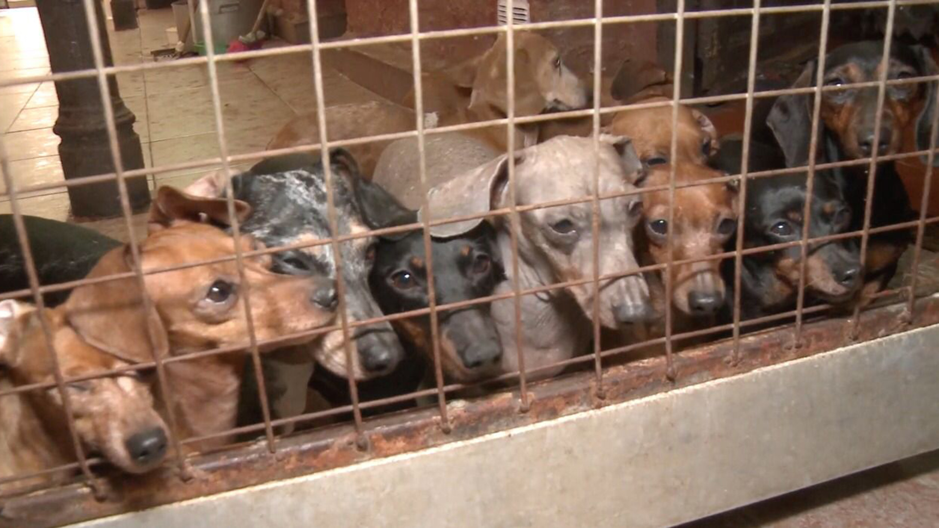 La interminable lucha contra los criaderos clandestinos de animales