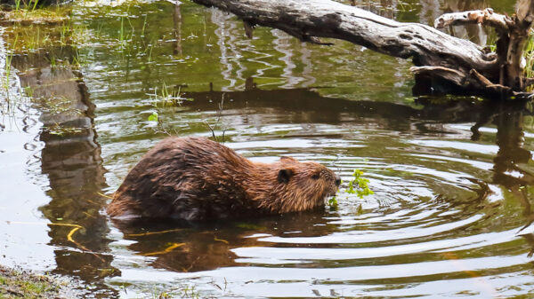 Las especies invasoras de Argentina: un problema cada vez más grande