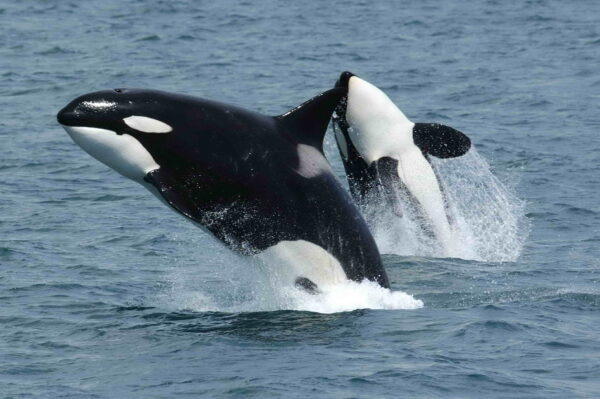 La importancia de las orcas en el ecosistema marino