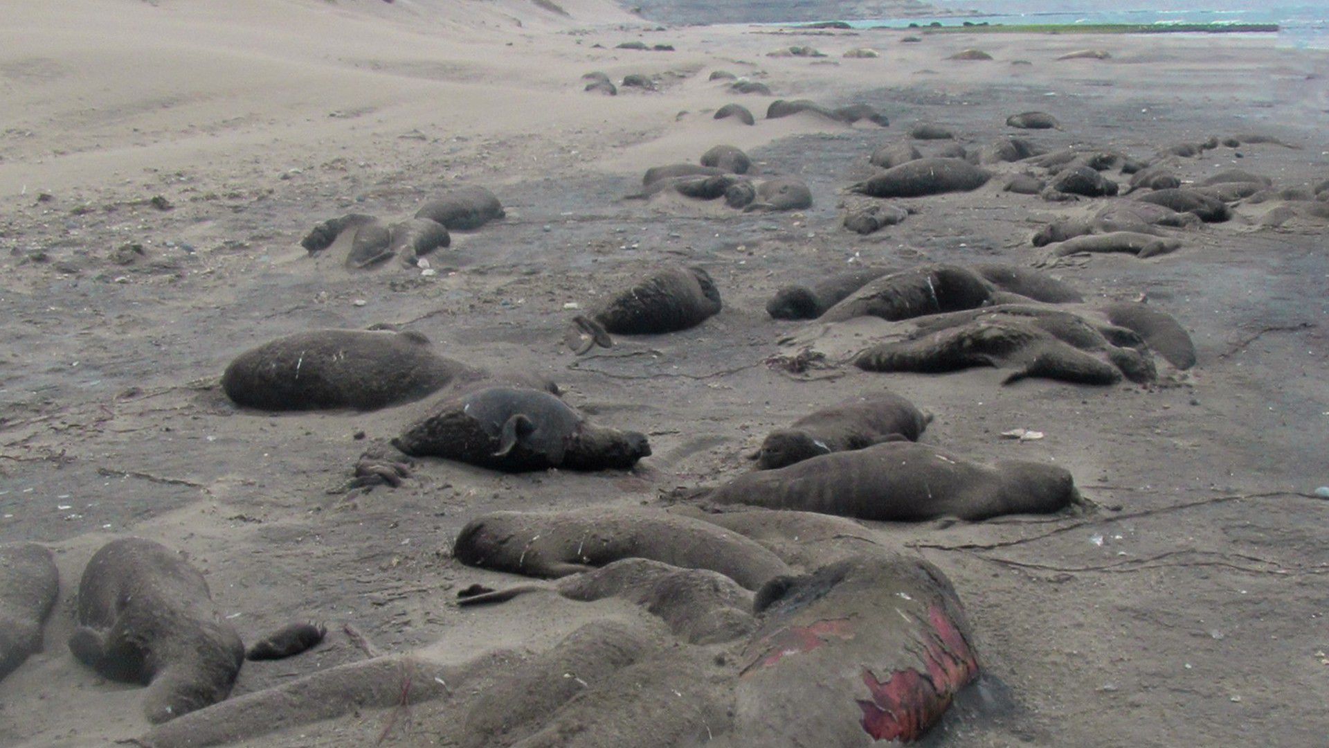 Ya son más de 1.300 los elefantes marinos muertos en la costa argentina