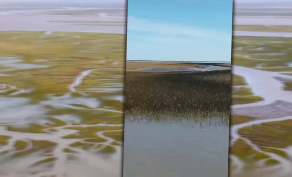 Bahía Blanca sufre las consecuencias de un derrame de petróleo en su costa