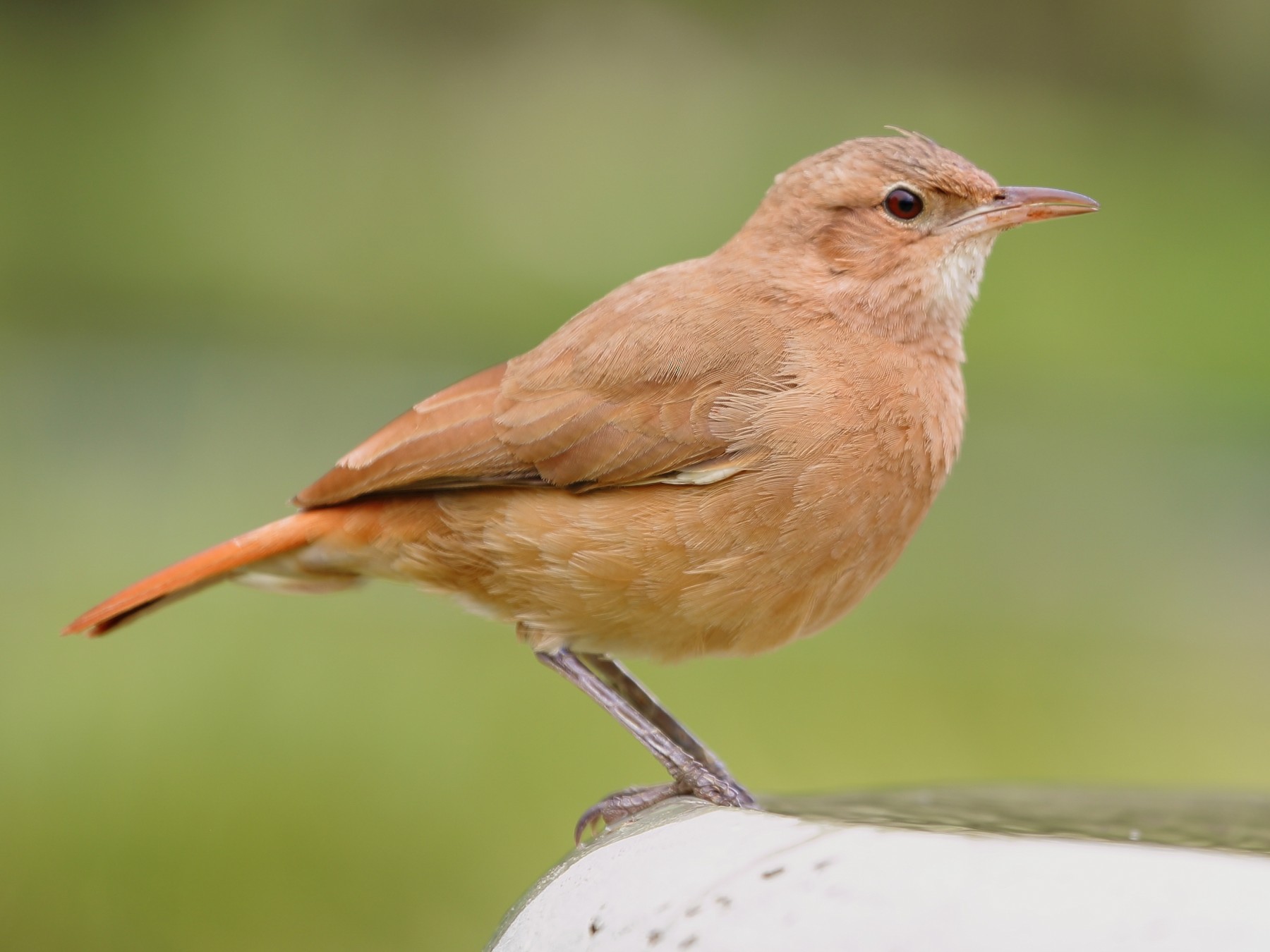 Aves Argentinas lanza una nueva aplicación para identificar las diferentes especies.