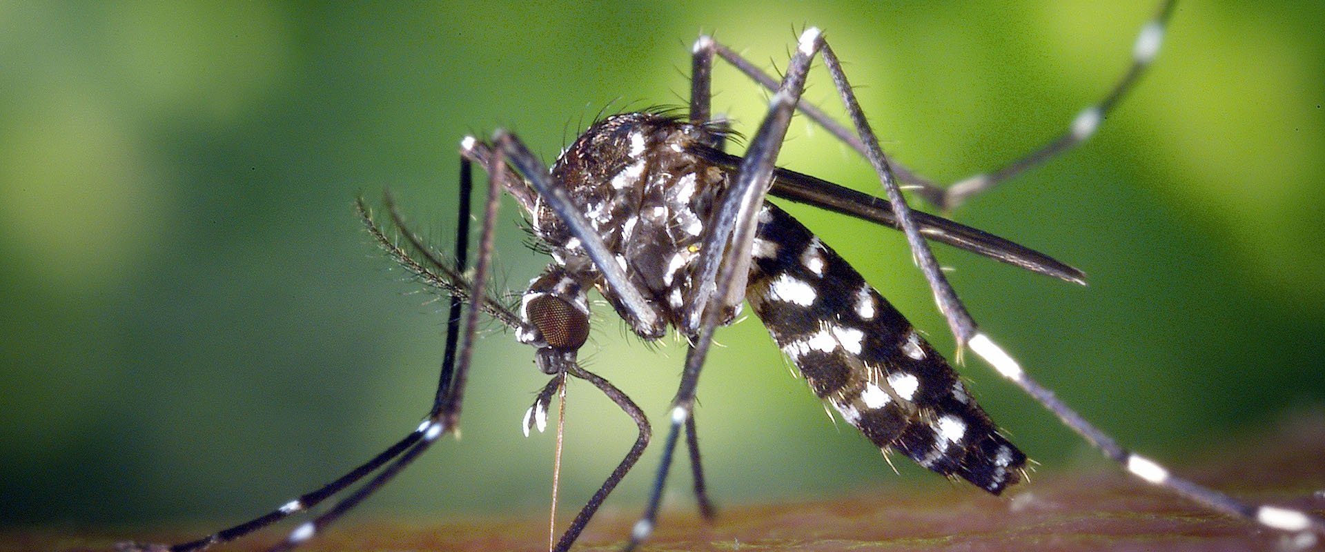 Crisis del dengue: tercera invasión de mosquitos en cuatro meses