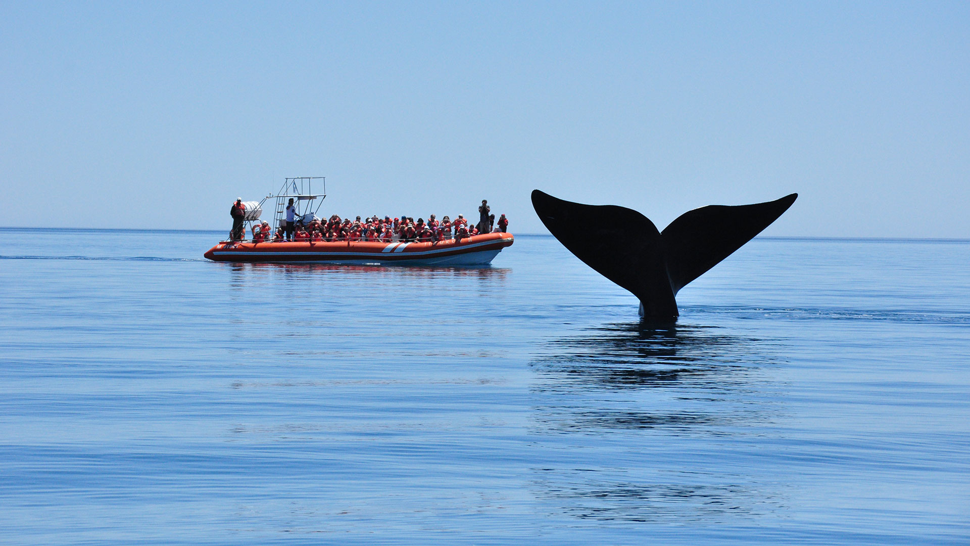 Península Valdés bate récords históricos de presencia de ballenas.
